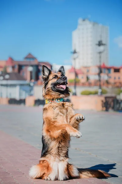 春のジャーマン シェパード犬 — ストック写真