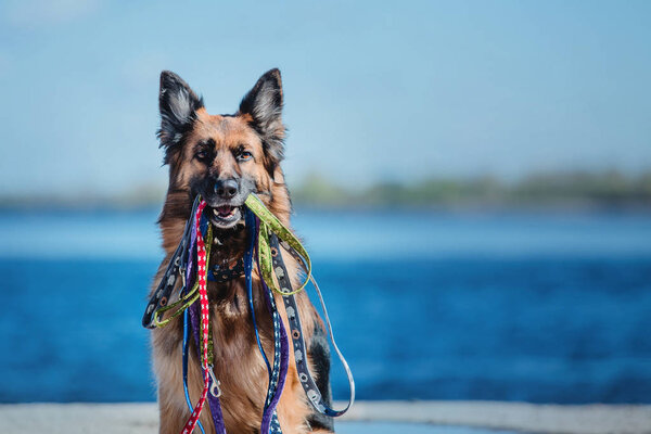 German Shepherd Dog in spring