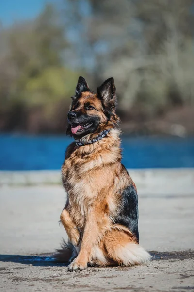 Duitse Herder Het Voorjaar — Stockfoto