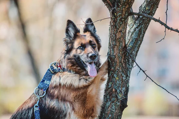 春のジャーマン シェパード犬 — ストック写真