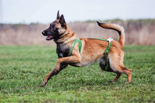 Belgischer Schäferhund Malinois Hund — Stockfoto