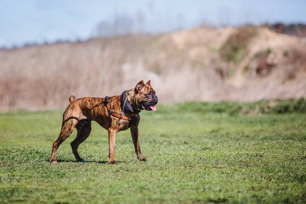 Cane Boxer Che Corre — Foto Stock