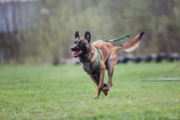 Belgische Herder Mechelaar Hond — Stockfoto
