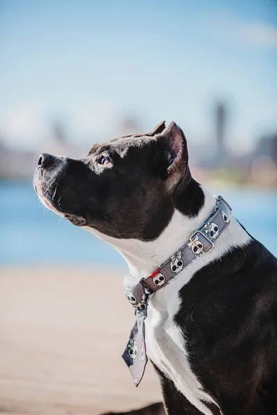 Amerikanska Staffordshire Terrier Hund — Stockfoto