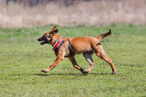 Belgiska Herden Malinois Hund — Stockfoto