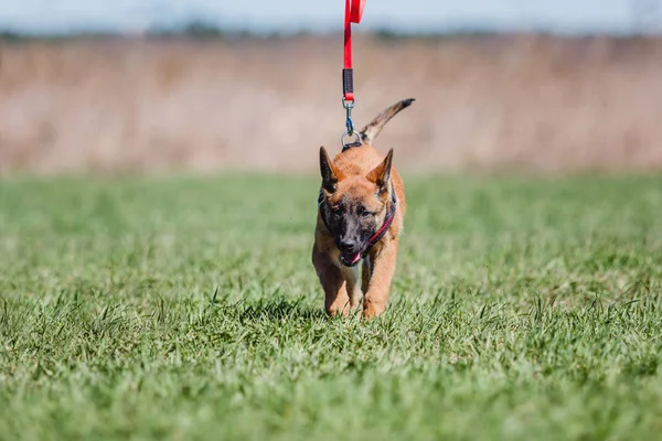 Belgiska Herden Malinois Hund — Stockfoto