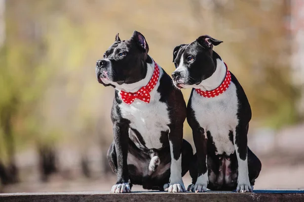 American Staffordshire Terrier Cão — Fotografia de Stock