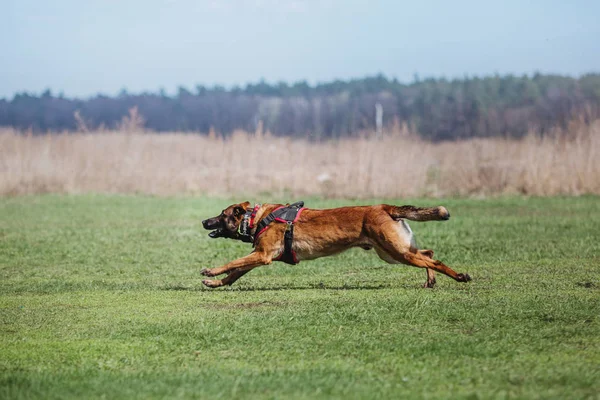 Бельгійська Вівчарка Малінуа Собака — стокове фото