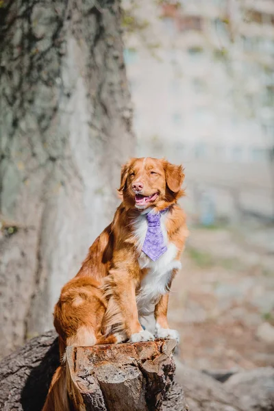 ノバスコシアのアヒル鳴るレトリーバー犬 — ストック写真