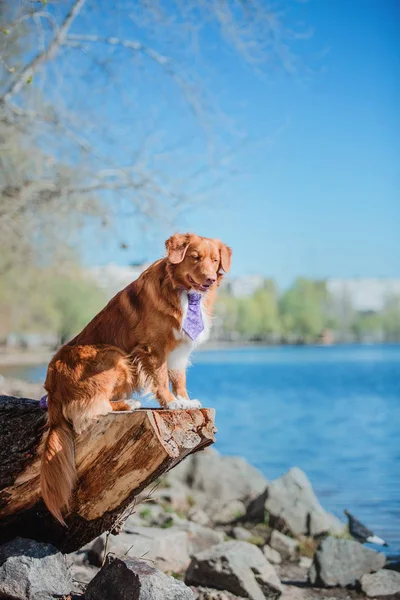 Nouvelle Écosse Duck Tolling Retriever Chien — Photo