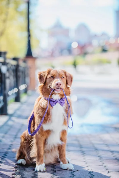 Nova Scotia Rață Taxare Retriever Câine — Fotografie, imagine de stoc