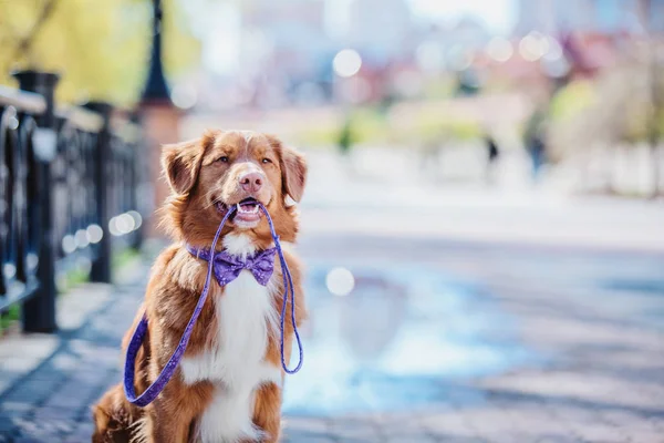 ノバスコシアのアヒル鳴るレトリーバー犬 — ストック写真