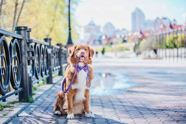 Nova Escócia Pato Tolling Retriever Cão — Fotografia de Stock