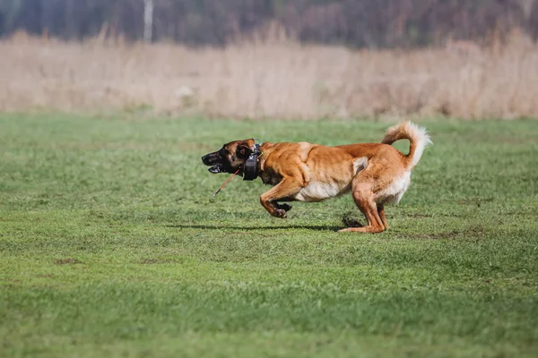 벨기에 양치기 Malinois 강아지 — 스톡 사진