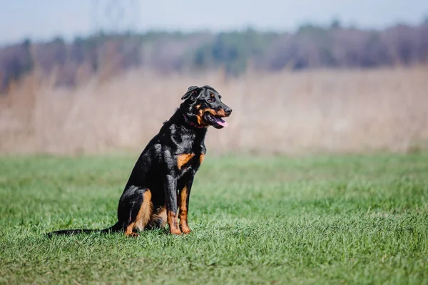 여름에 Beauceron — 스톡 사진