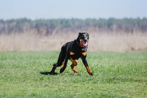 Босеронская Собака Летом — стоковое фото