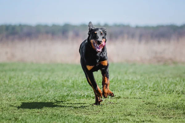 Chien Beauceron Été — Photo