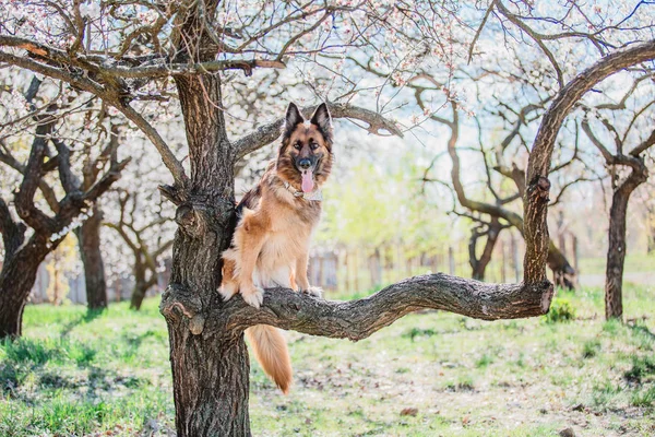 Duitse Herdershond Een Lente Achtergrond — Stockfoto