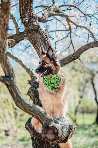 Duitse Herdershond Een Lente Achtergrond — Stockfoto