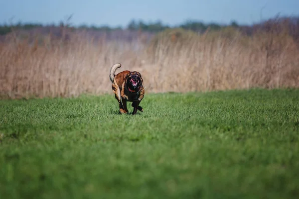 Бельгійська Вівчарка Малінуа Собака — стокове фото
