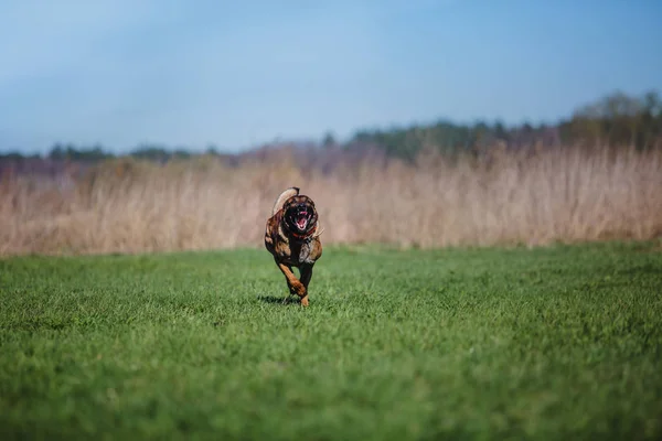 벨기에 양치기 Malinois 강아지 — 스톡 사진