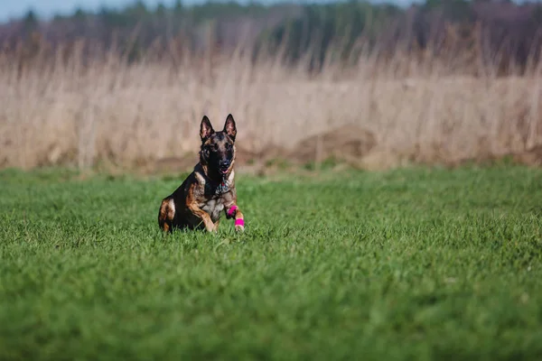 Belgischer Schäferhund Malinois Hund — Stockfoto