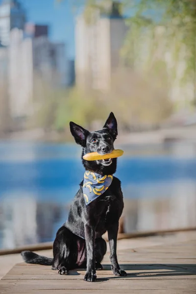 Black Dog Portrait Spring — Stock Photo, Image