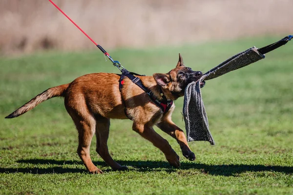Anjing Belgia Shepherd Malinois — Stok Foto