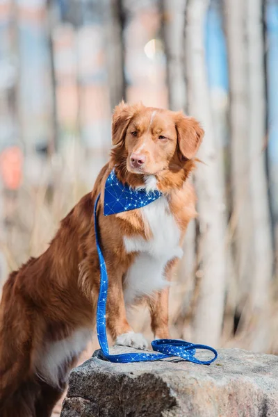 Nova Scotia Duck Tolling Retriever Hond — Stockfoto