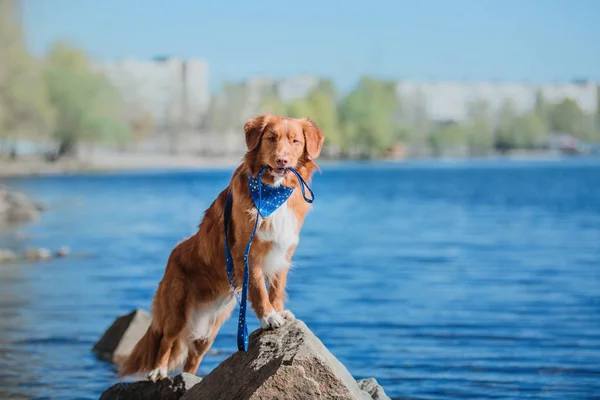 Nova Scotia Duck Tolling Retriever Hond — Stockfoto