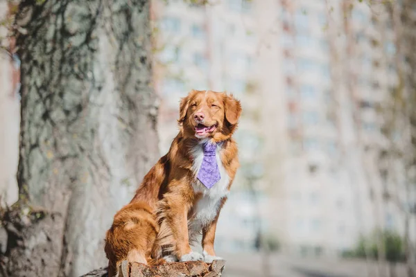 Nova Scotia Ente Maut Retriever Hund — Stockfoto