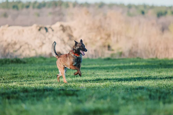 Belgiska Herden Malinois Hund — Stockfoto