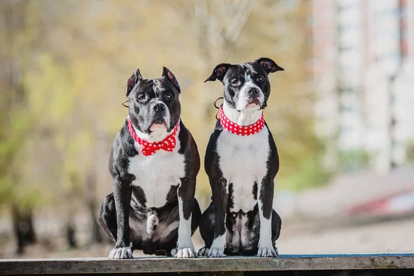 American Staffordshire Terrier Cão — Fotografia de Stock