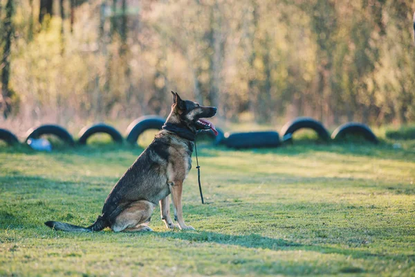 Belgian Shepherd Malinois Dog — Stock Photo, Image