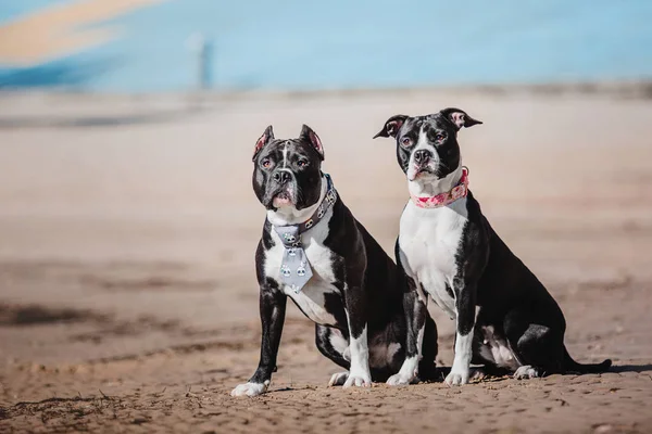 American Staffordshire Terrier Cão — Fotografia de Stock