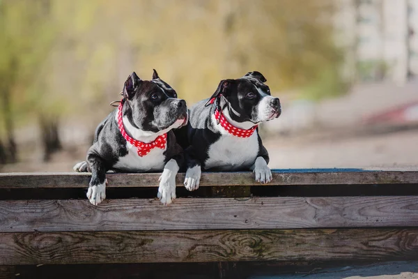 Amerikanischer Staffordshire Terrier Hund — Stockfoto