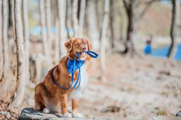 ノバスコシアのアヒル鳴るレトリーバー犬 — ストック写真
