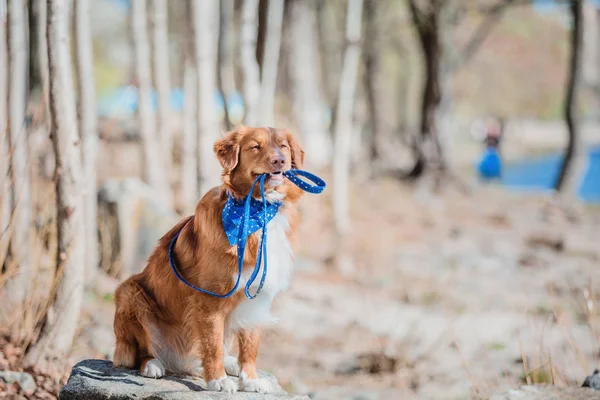 Pato Nueva Escocia Tolling Retriever Perro — Foto de Stock