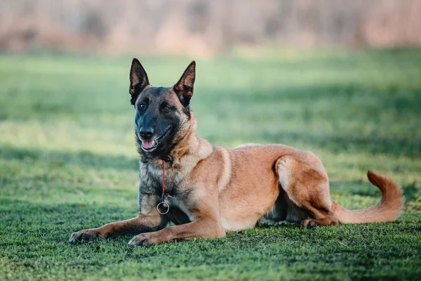 Belgischer Schäferhund Malinois Hund — Stockfoto