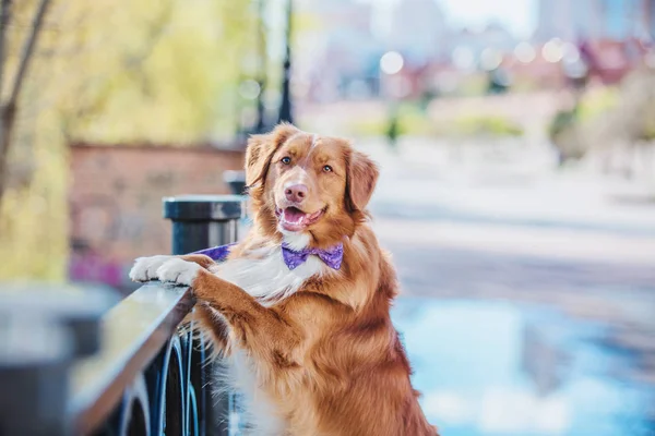 ノバスコシアのアヒル鳴るレトリーバー犬 — ストック写真