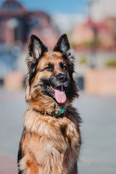 春の背景にジャーマン シェパード犬 — ストック写真