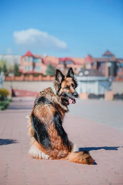 Cane Pastore Tedesco Sfondo Primavera — Foto Stock