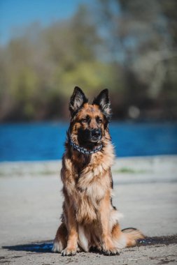 Alman çoban köpek bahar arka plan üzerinde