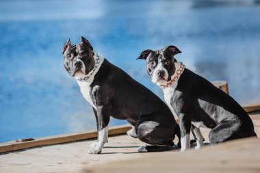 Amerikan personeli teriyer köpeği. 
