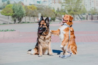 Alman çoban köpeği ve Nova Scotia Duck Tolling Retriever birlikte
