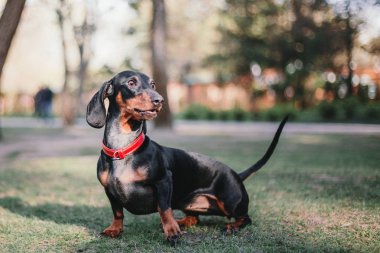 Dachshund köpek portre. Bahar