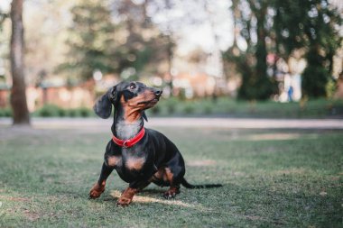 Dachshund köpek portre. Bahar