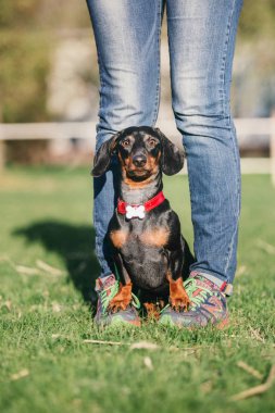 Dachshund köpek portre. Bahar