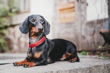Dachshund köpek portre. Bahar