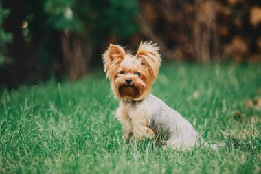 Yorkshire terrier köpek yaz aylarında